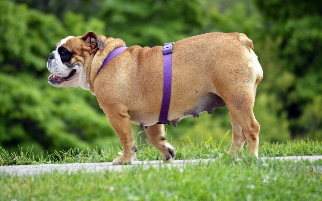 Simple Steps to Healthy Weight Loss in Dogs