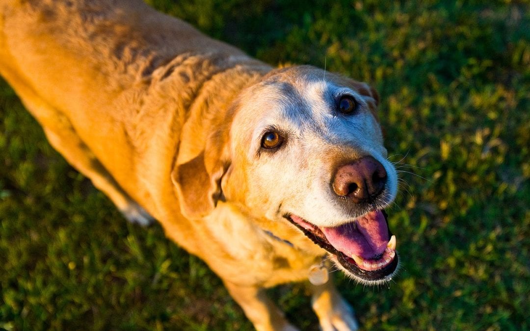 Why Senior Pets Make the Best Pets
